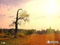 江苏住林木业有限公司