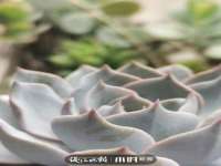 江苏住林木业有限公司