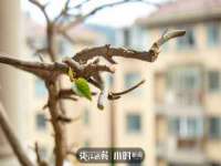 江苏住林木业有限公司