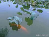 江苏住林木业有限公司